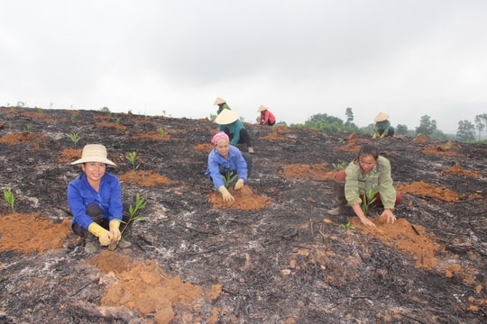 Tân Kỳ trồng trên 700 ha rừng vụ xuân