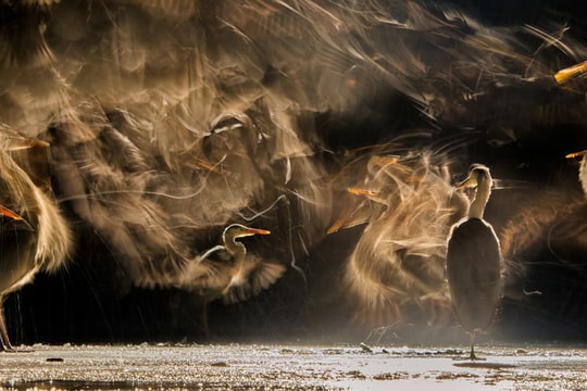 Đẹp ngỡ ngàng thế giới chim muông hoang dã