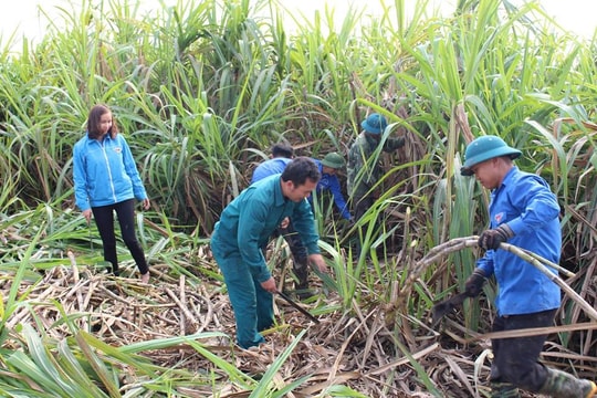 Thanh niên chung tay giúp gia đình tân binh thu hoạch mía
