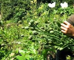 Phát hiện 2 bao tải cây thuốc phiện tại cột mốc biên giới Việt - Lào