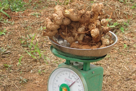 Một nông dân ở Nghệ An “ngồi trên đống lửa” vì trồng gừng cho doanh nghiệp 