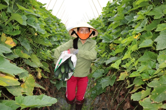 Nông dân Anh Sơn thu hoạch bí xanh đặc ruột bán giá cao kỷ lục