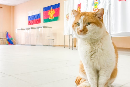 Mèo Mostik giám sát việc chuẩn bị điểm bỏ phiếu bầu cử trên cầu Crưm (Nga)