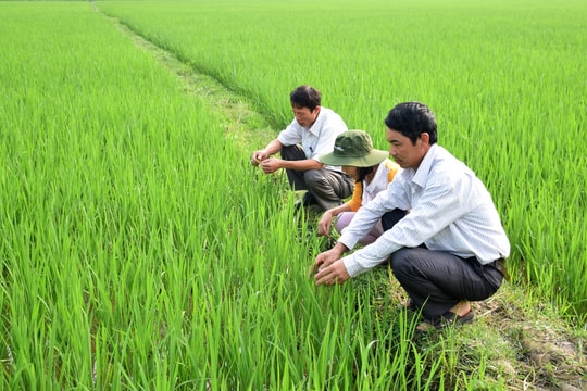 Nghệ An: Đưa nhiều giống lúa chất lượng cao vào sản xuất vụ xuân 