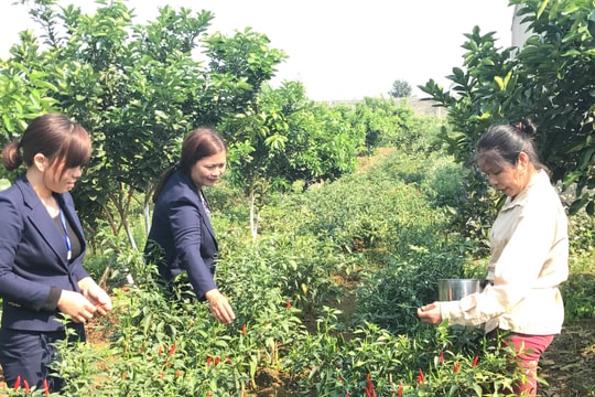 Nông dân Nghệ An thu hàng trăm triệu mỗi năm nhờ trồng cây xen canh