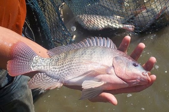 Cách phòng trị 7 bệnh thường gặp trên cá nuôi nước ngọt 