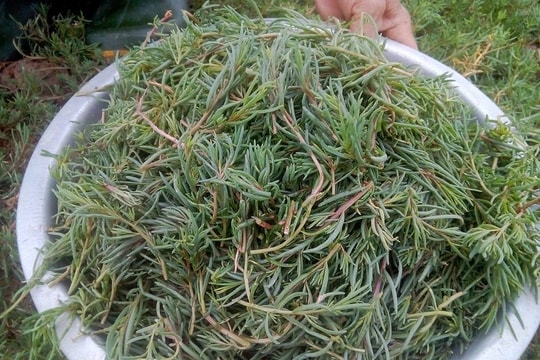 Đặc sản rau nhót biển Nghệ An