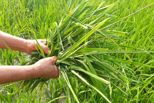 Con Cuông: 40 ha lúa xuân bị chuột gây hại