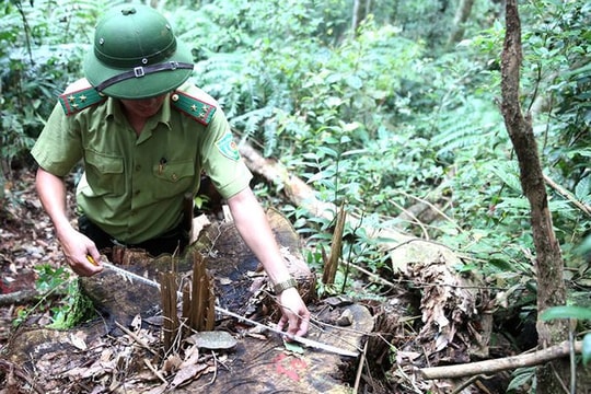 Nghệ An: Xử lý trên 900 vụ vi phạm lâm luật trong năm 2017