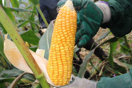 Ngô đông trên đất bãi sông Lam đạt năng suất 50 tạ/ha