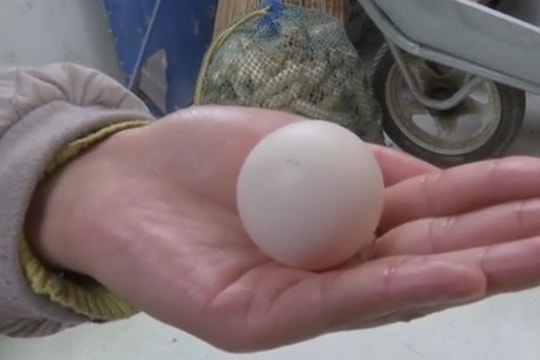 Quả trứng có hình dáng kỳ quặc được định giá 15 triệu đồng?