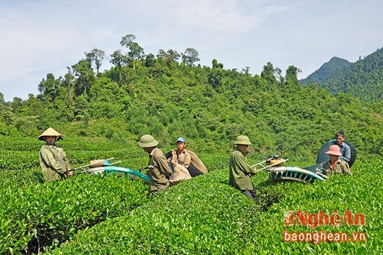 Đề xuất giải thể 4 Tổng đội TNXP 