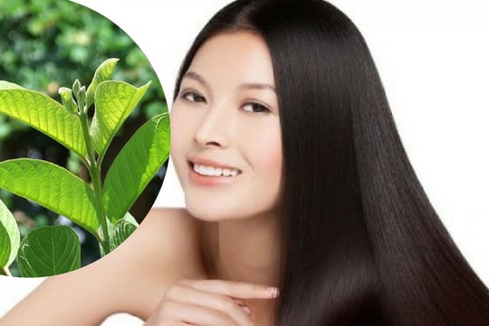 Hướng dẫn dùng lá ổi để ngăn rụng tóc, hói đầu 