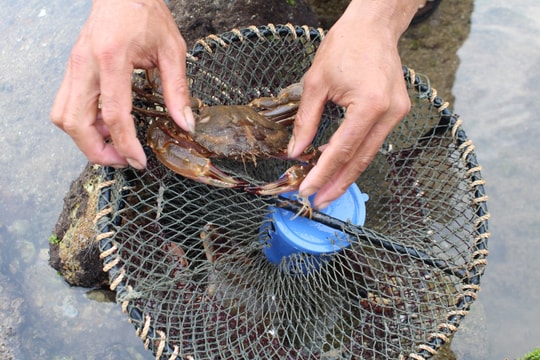 Nghệ An: Độc chiêu săn cua đá kiếm tiền triệu mỗi ngày