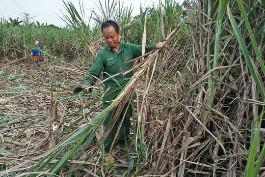 Nông dân Nghệ An trồng mía đạt 60 triệu đồng/ha trên đất cao cưỡng