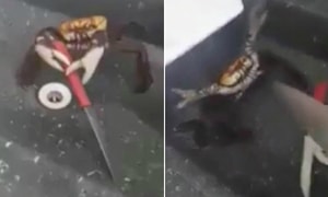 Lạ kỳ: Con cua biết kẹp dao chống trả đầu bếp