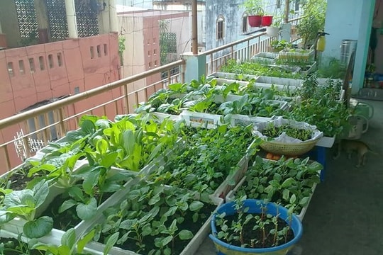 Bí quyết  trộn đất trồng rau sạch trên sân thượng
