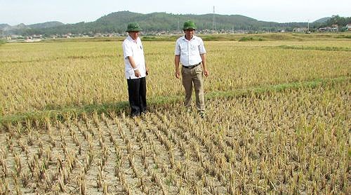 Sẵn sàng ứng phó thông minh với biến đổi khí hậu