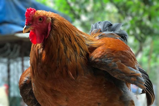 Gà khổng lồ 35 triệu/cặp: Cơn sốt hàng hiếm, dân chơi săn lùng