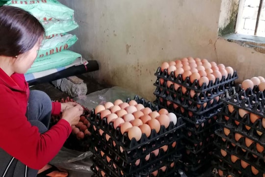  Giá trứng gia cầm giảm sâu, người chăn nuôi thua lỗ  ​