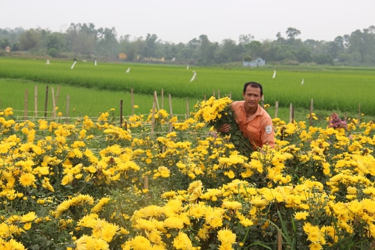 Nông dân Yên Thành mất trắng hàng chục triệu, để hoa thối rữa ngoài đồng