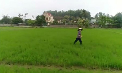 Không nhịn được cười người phụ nữ chạy trốn flycam trên cánh đồng