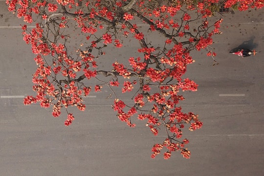 Khó rời mắt hình ảnh hoa gạo tháng 3 