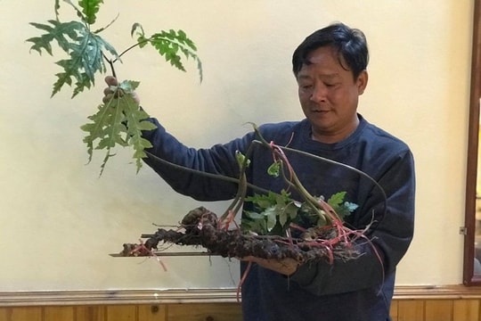 Tiết trúc nhân sâm nặng 1kg: Hàng hiếm 100 tuổi, trả giá trăm triệu