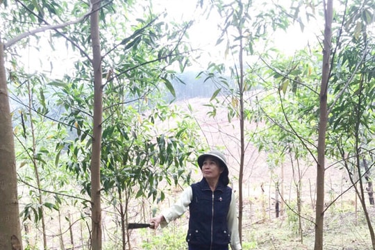 Phát huy hiệu quả vốn vay chính sách ở Quỳ Châu