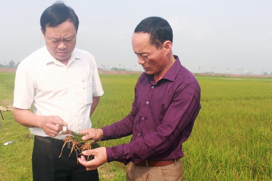 Gần 35 ha lúa VTNA2 cháy vàng rụi chưa rõ nguyên nhân