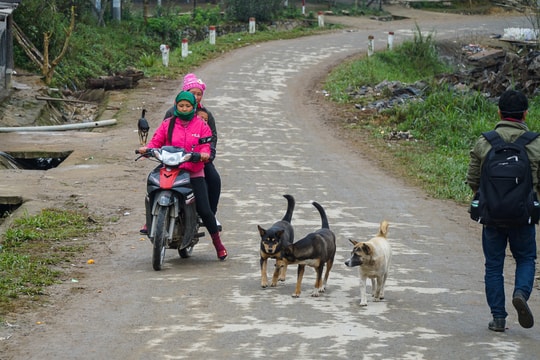Mối họa từ chó thả rông