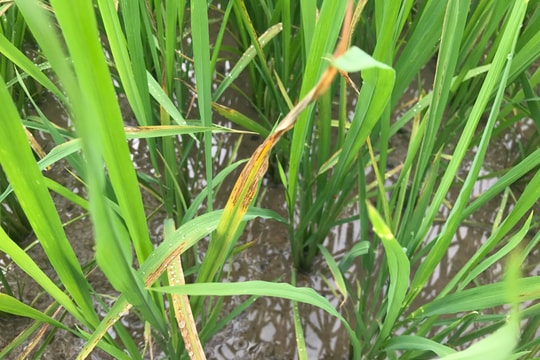 500 ha lúa ở Nghĩa Đàn bị nhiễm bệnh đốm sọc vi khuẩn 