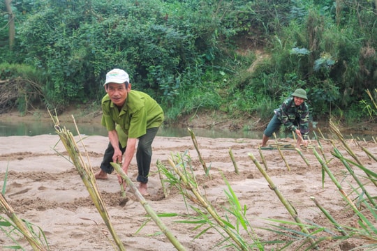 Cựu chiến binh ra quân trồng sậy chống sạt lở bờ sông Lam