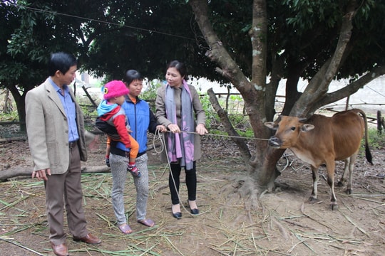 40 hộ dân thoát nghèo nhờ được hỗ trợ trâu, bò 