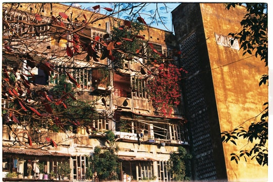 Thăng trầm những hàng cây phố Vinh