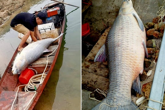 Cá trắm đen khổng lồ, nặng 61kg dính lưới ngư dân 