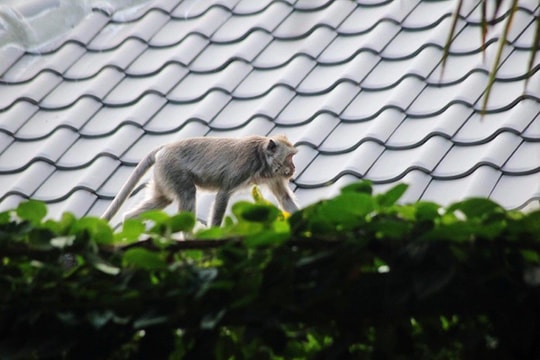 Bé 16 ngày tuổi bị khỉ lẻn vào đánh cắp khi ngủ trong nhà 