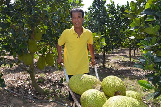 Giá mít tăng cao kỷ lục: 1 triệu đồng/quả