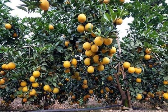 Cam, bưởi nguy cơ “vỡ trận“: Bộ đã khuyến cáo, chỉ tại dân ham