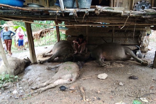 Sét đánh làm chết 4 con trâu ở huyện miền núi Nghệ An