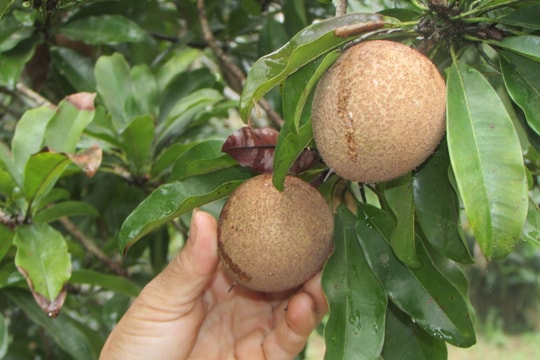 Làng hồng xiêm Xuân Đỉnh ở miền Tây xứ Nghệ