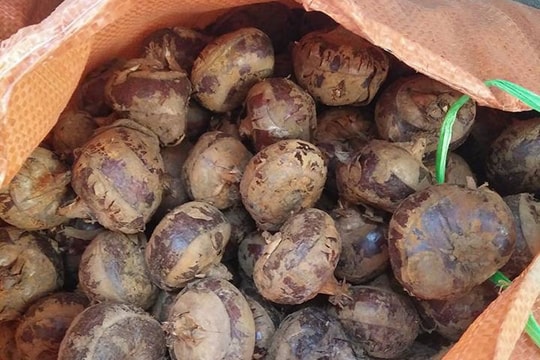 Mã thầy giải nhiệt: Hàng Tàu đội lốt đặc sản Việt, lừa dân lãi 1 gấp 3