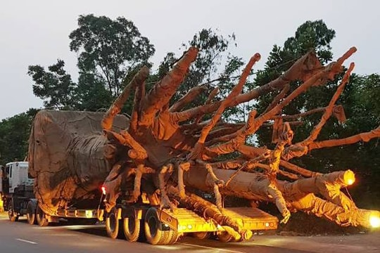 Xe chở cây khủng có dấu hiệu vi phạm pháp luật; Lãi suất cho vay mua nhà ở xã hội 4,8%/năm