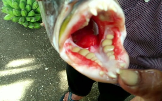 Sửng sốt câu được con cá có hàm răng như người