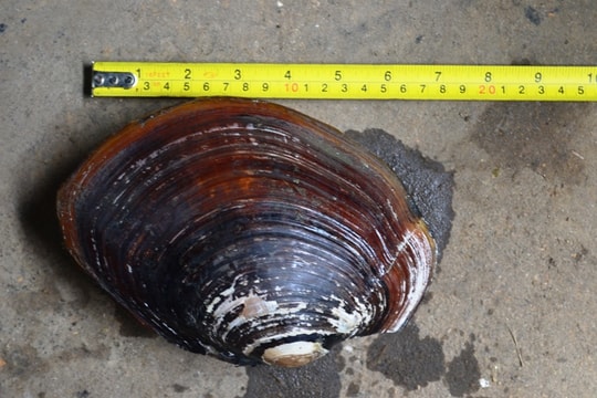 Nông dân miền núi Nghệ An bắt được con trai “khủng”