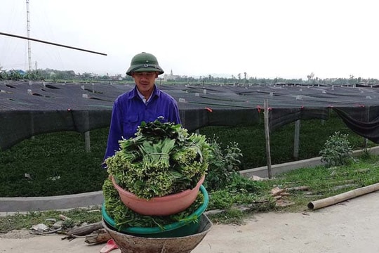 Rau mùi tàu VietGAP rớt giá thảm, chỉ còn 3.000 đồng/kg