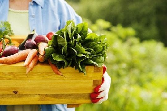  “Nguyên tắc 6 không” trong sản xuất rau hữu cơ