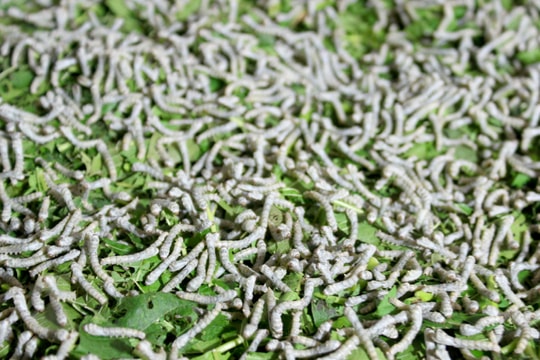 Kén tăng giá, người trồng dâu nuôi tằm Nghệ An phấn khởi