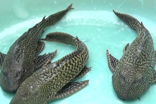 Báo động: Cá dọn bể vây nhọn hơn gai lây lan chóng mặt ra tự nhiên