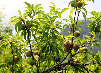 Hỗ trợ phân bón để cải tạo 16 ha mận tam hoa ở Kỳ Sơn